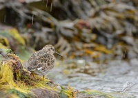 Jespak morsky - Calidris maritima - Purple Sandpiper 3024